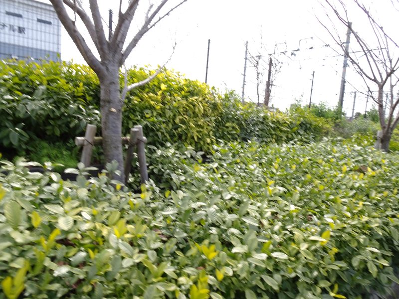 DSC07388