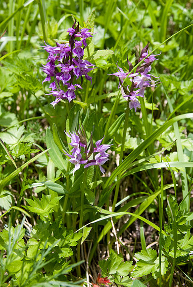 390px-Orchis_aristata_02 (1) 390px-Orchis_aristata_02 (1)