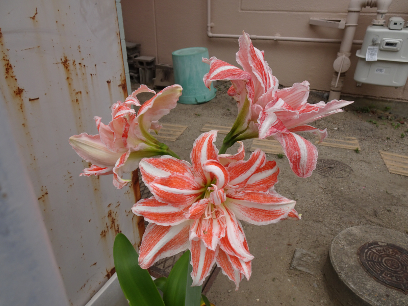 DSC08389
