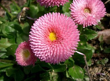 375px-Bellis_perennis2