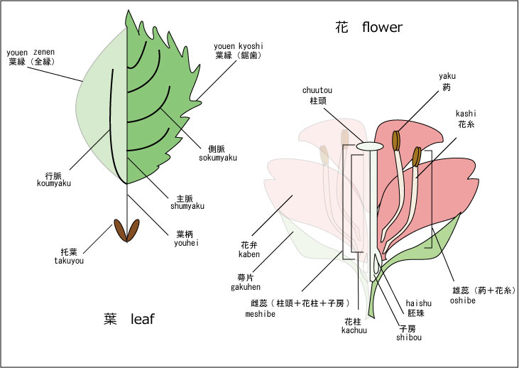 葉-花構造-1