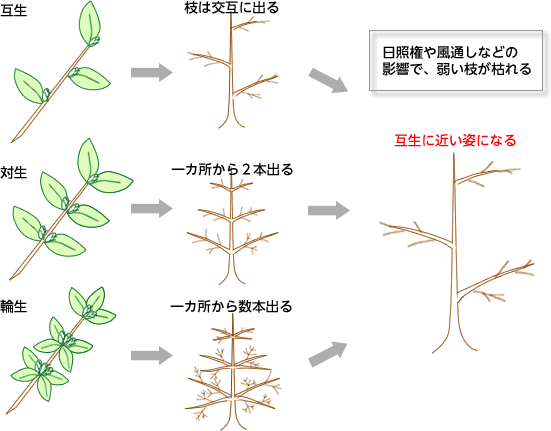 葉-花構造-1