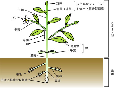 葉-花構造-1