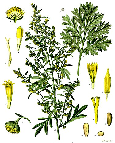 375px-Artemisia_absinthium_-_Köhler–s_Medizinal-Pflanzen-164