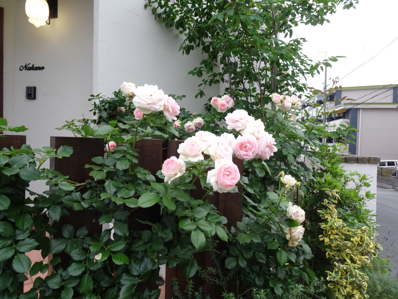 DSC04352