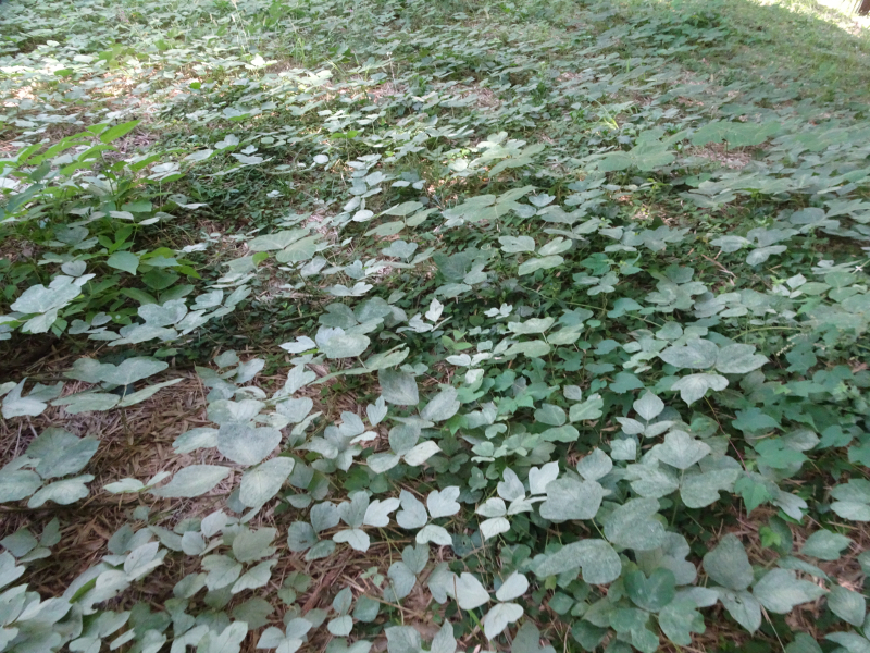 DSC01241