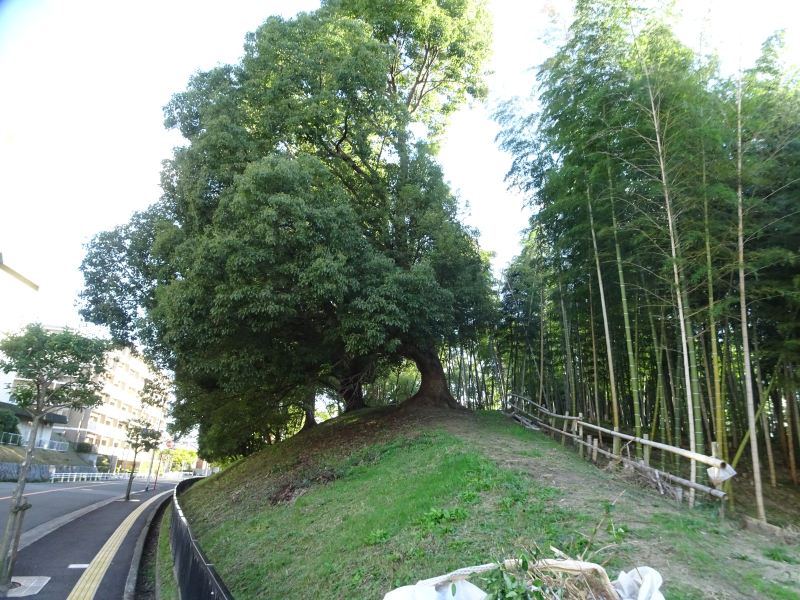 DSC06459