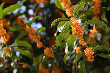 375px-Osmanthus_fragrans_(orange_flowers)