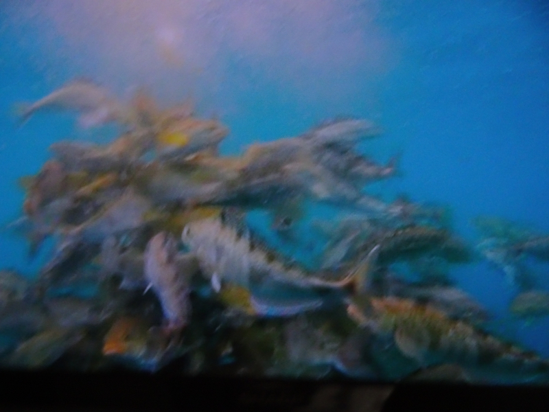 DSC07230