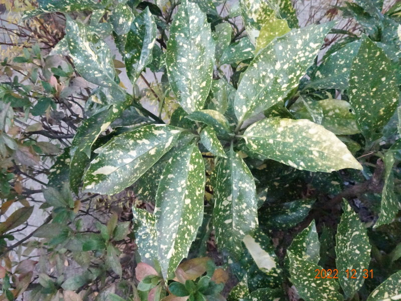 DSC04101