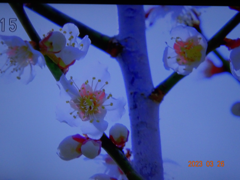 DSC01139 DSC01139