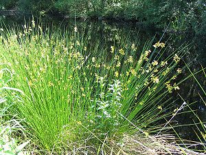 い草　300px-Juncus_effuses