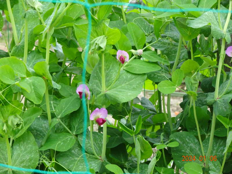 DSC00353