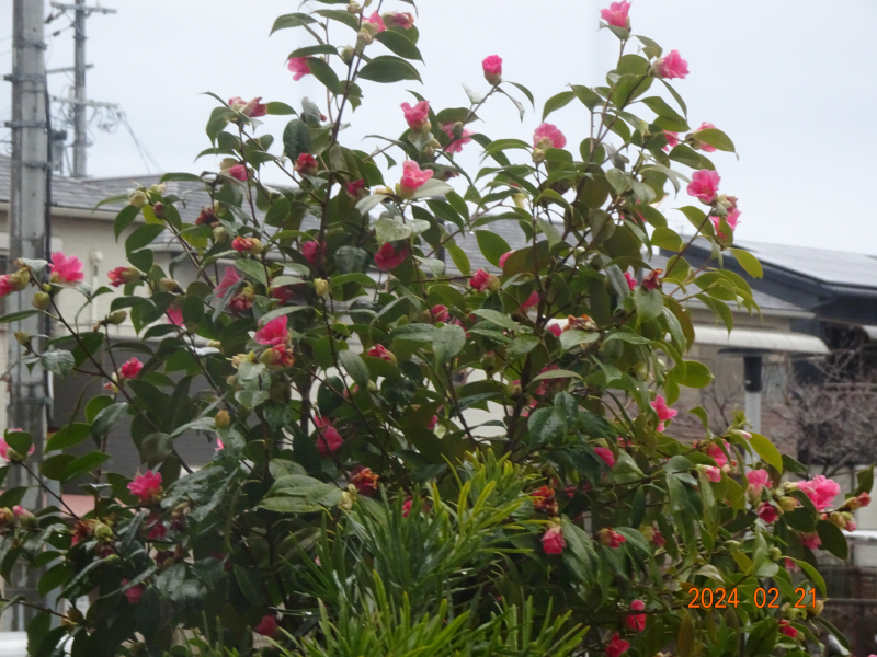 DSC09361