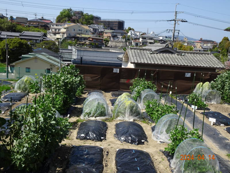 DSC00525