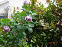 DSC04927