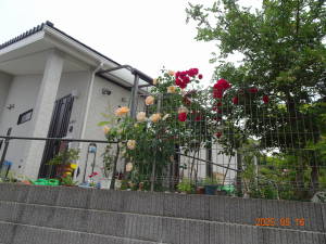 DSC05516