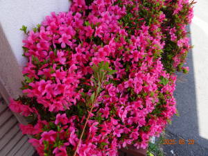 DSC06032