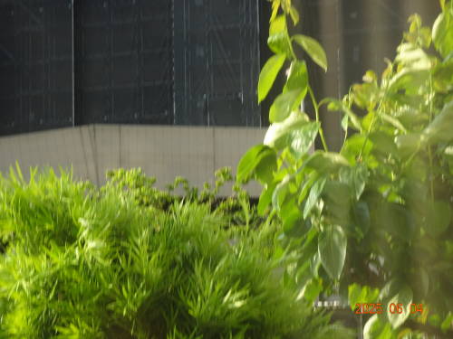 DSC07089