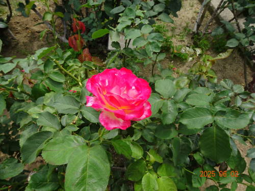 DSC09786