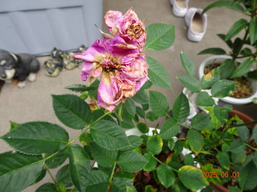 DSC09610