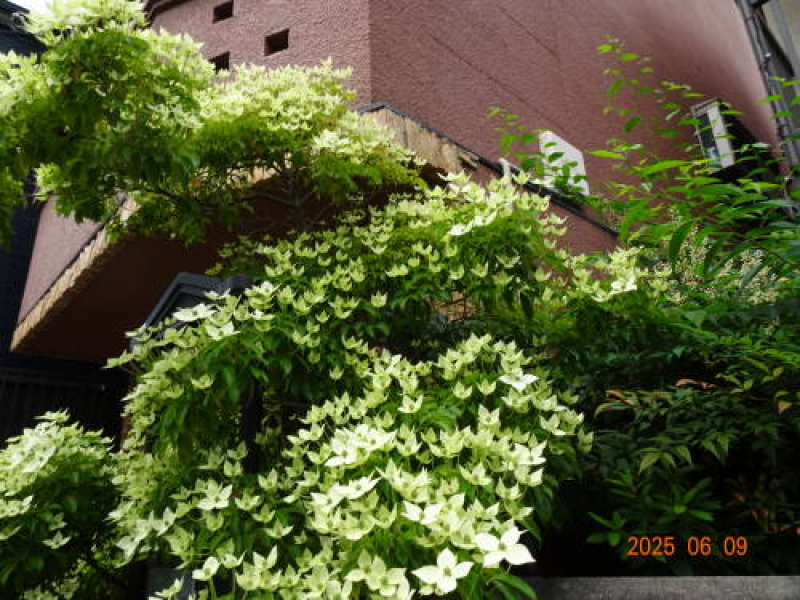 DSC07305