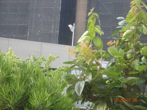 DSC00336