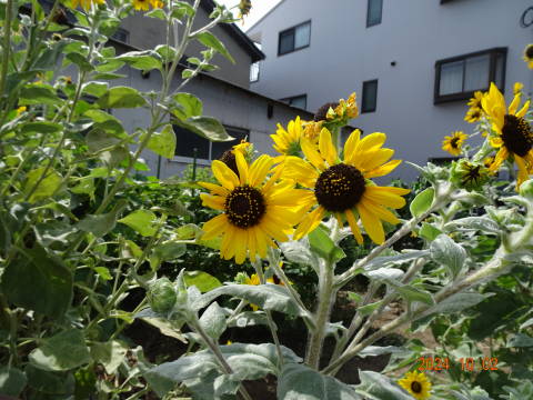 DSC08358 DSC08358