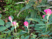 DSC04955