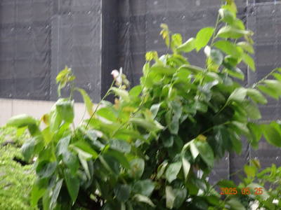 DSC09596