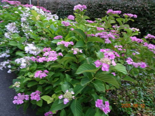 DSC07529