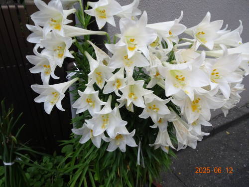DSC07529