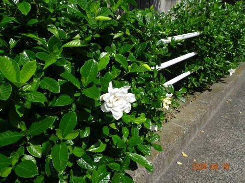 DSC08148