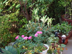 DSC05477