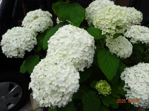DSC07300