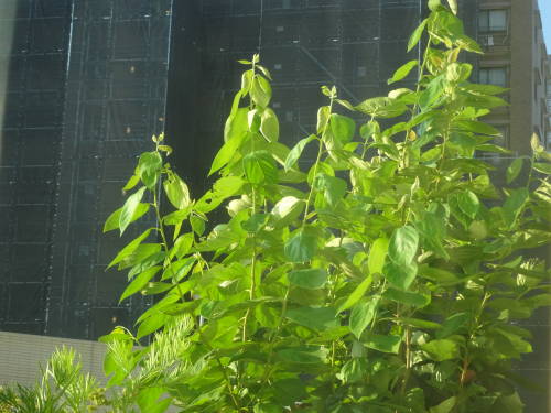DSC01499